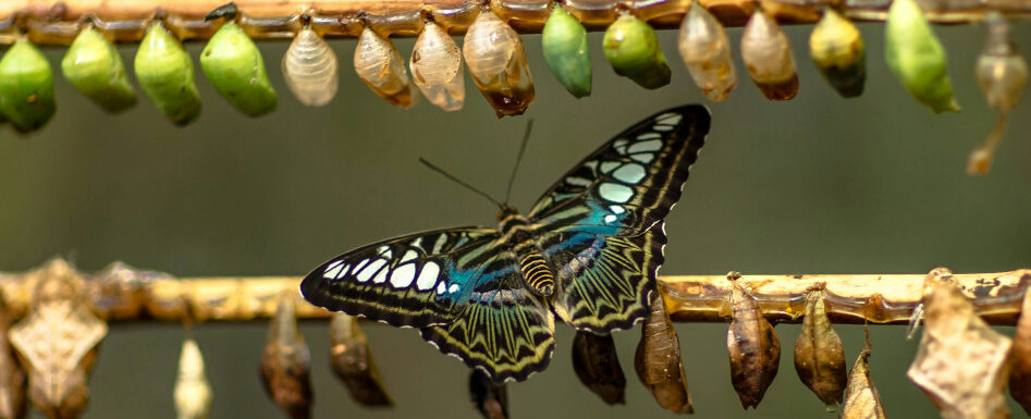 Hatching From the Cocoon