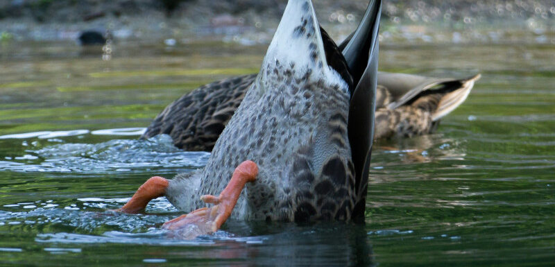 Exploring the Shallow End of the Deep Lake